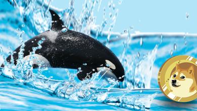 جنب و جوش نهنگ های دوج کوین